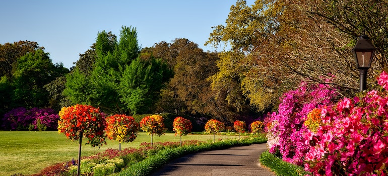 pathway besides pink flowers in a park