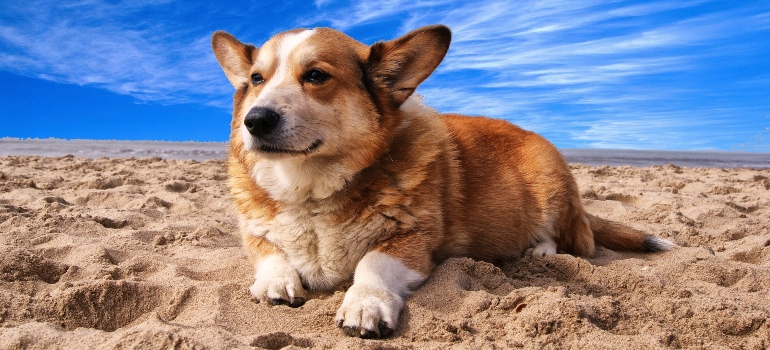 Perro en la playa