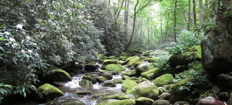 a mountain creek in the middle of green forest