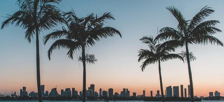 palms in florida