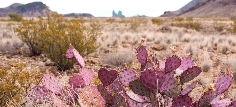 Big Bend National Park 