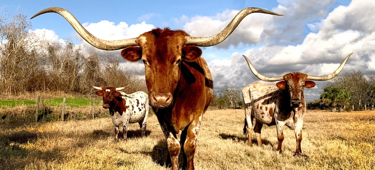 tres toros en uno de los mejores lugares para vivir en Texas para jóvenes adultos