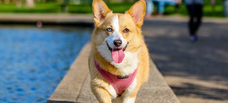 Un perro que camina en uno de los principales estados de los estados unidos para los dueños de mascotas