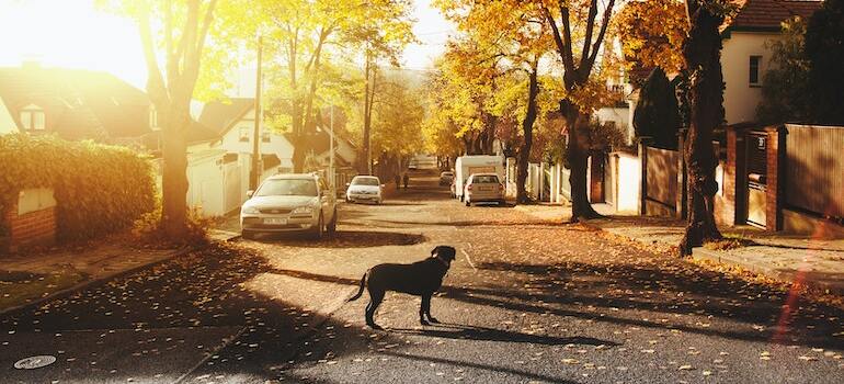 A dog in a street