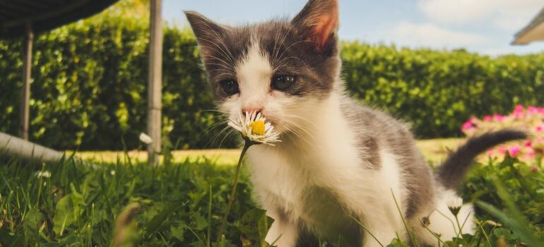 A cat smelling a flower