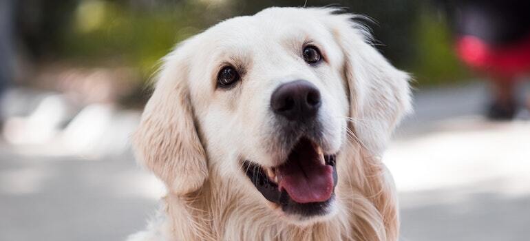 Un perro que goza de uno de los mejores estados de los estados unidos para los dueños de mascotas