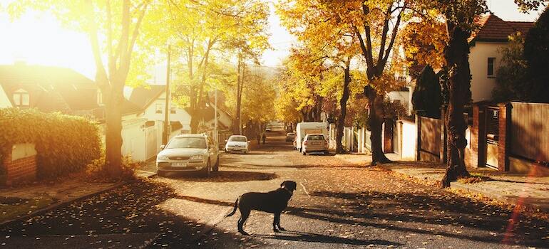 A dog standing in a street