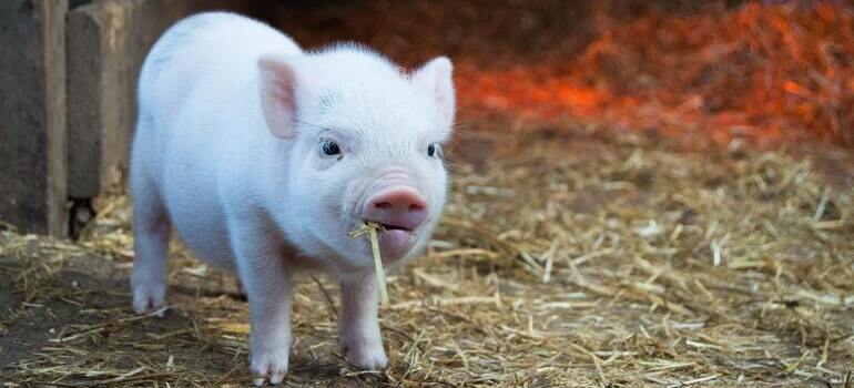 picture of a small pig