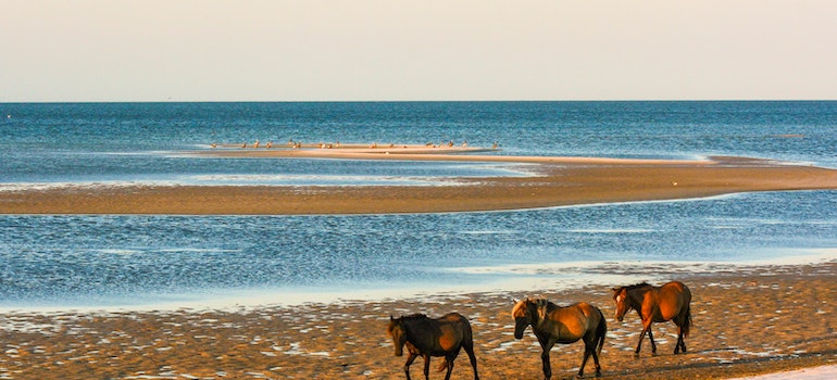 Los caballos por la orilla del mar. 