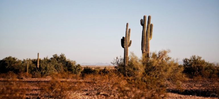 cactus en el desierto