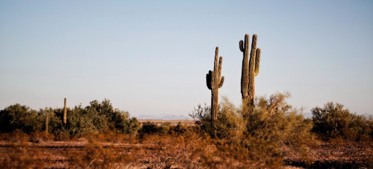 cacti in desert
