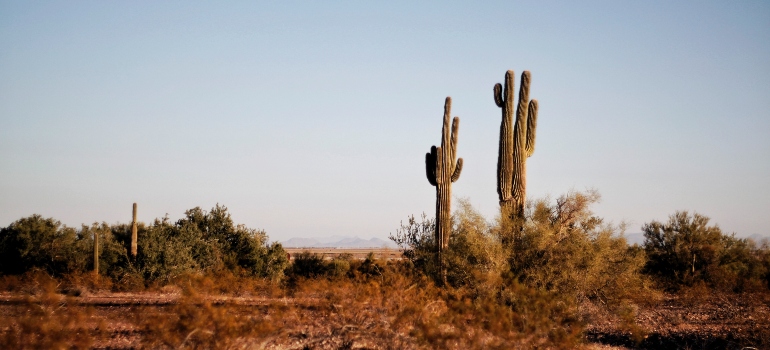 cactus en el desierto