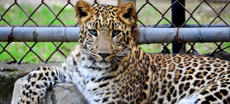 a leopard in the zoo