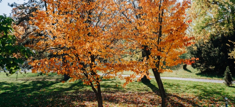 Imagen de color amarillo de los árboles 