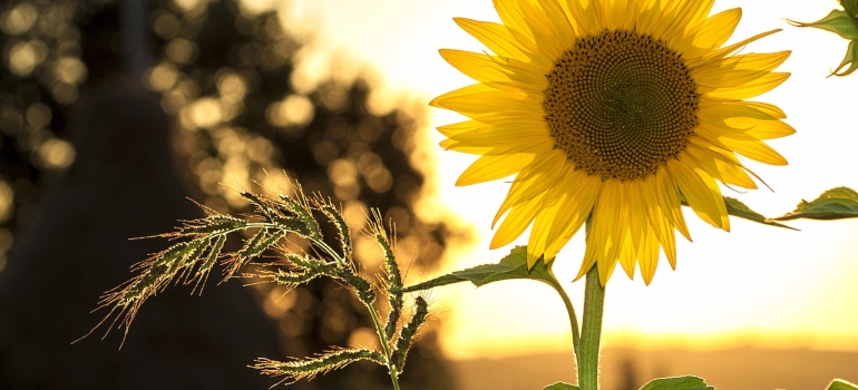 Imagen de un girasol 