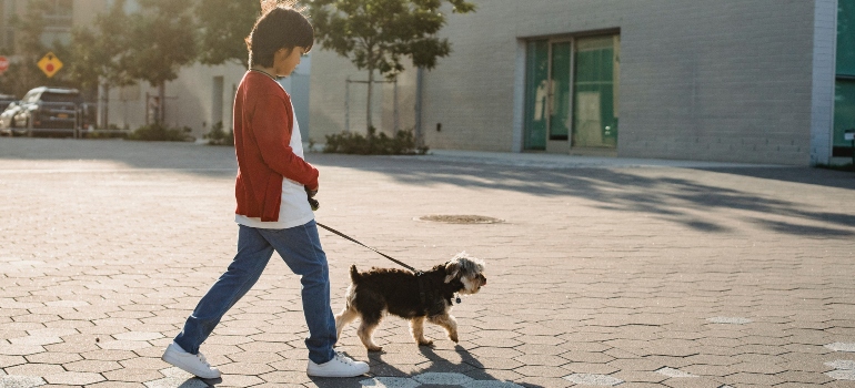a boy walking a dog thinking about adjusting to rural life in Bernardo