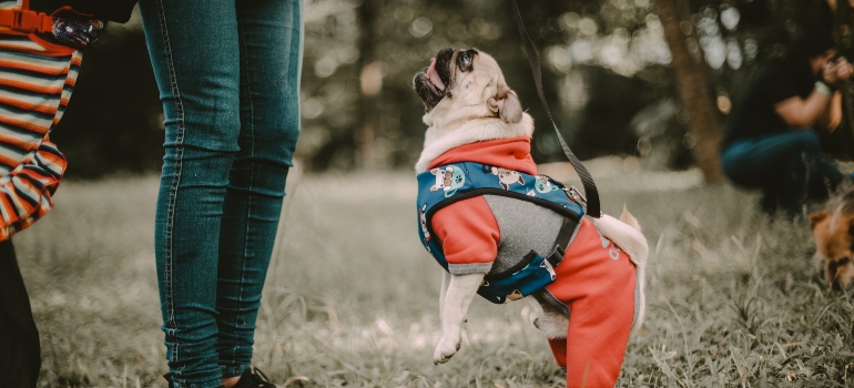 perro y a su dueño en un parque después de mudarse a Sugar Land con mascotas