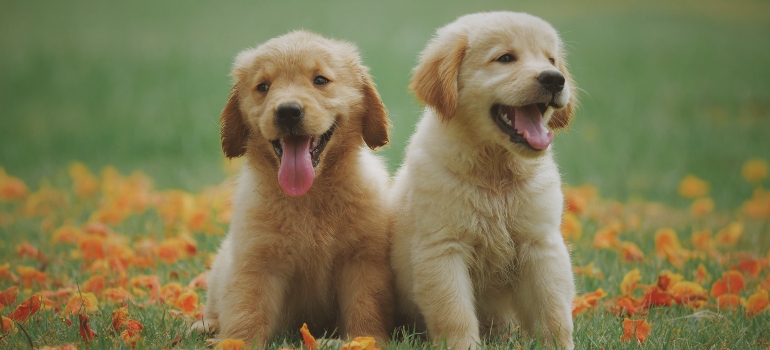 two golden retriever puppies