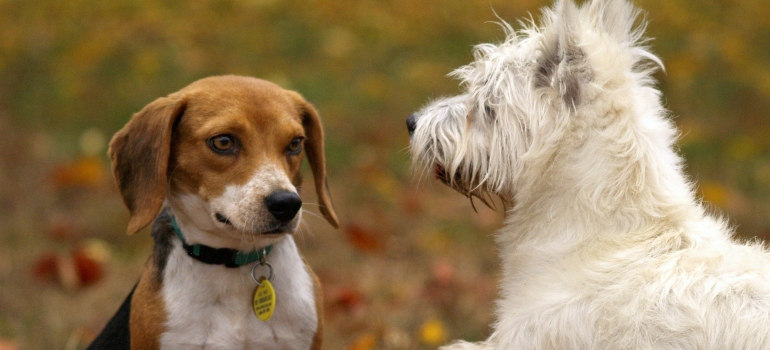 two dogs in a park