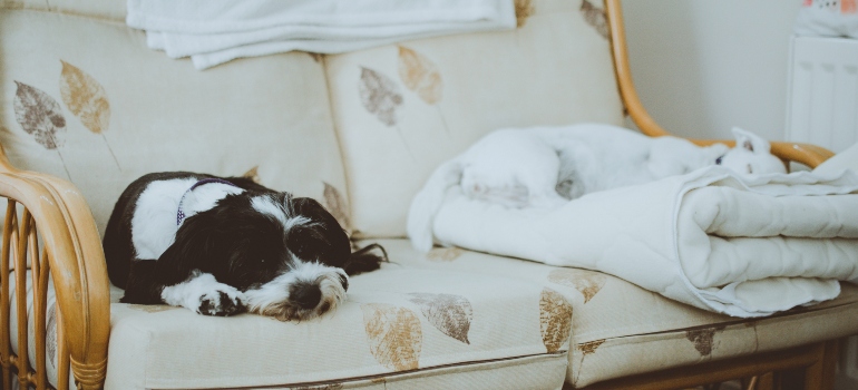 un perro durmiendo en una silla