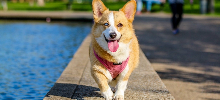 un perro que camina hacia su dueño después de mudarse a Sugar Land con mascotas