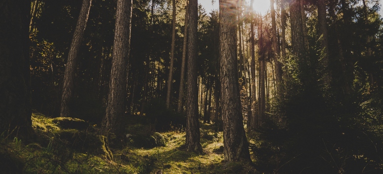 un bosque durante el día