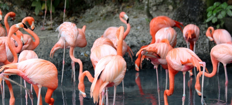 flamigos at the San Antonio Zoo