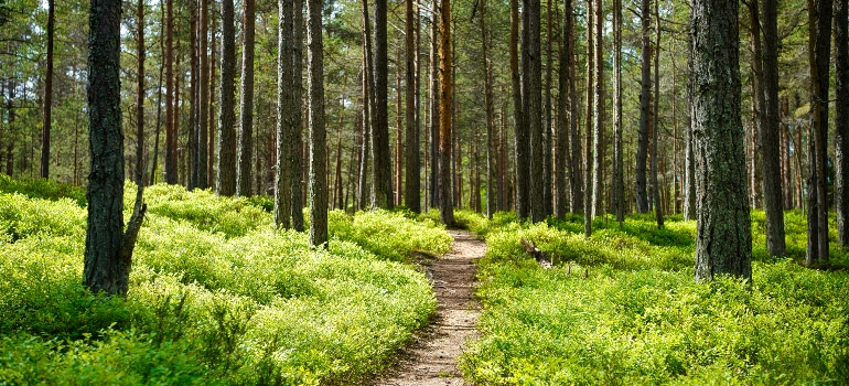 a trail in a forest