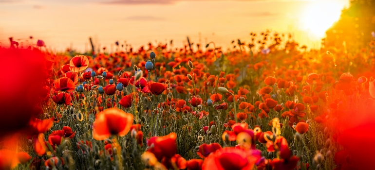 a field of red poppy flowers at sunset is one of the perks of small town living in the Austin Metropolitan area